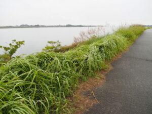 宮川右岸堤防道路