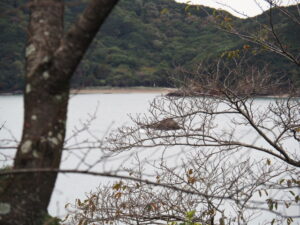 池の浦の遠望