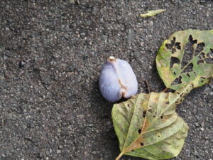 国道42号の歩道にて(伊勢市二見町松下)