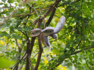 国道42号の歩道にて(伊勢市二見町松下)