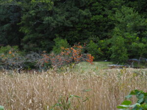 国道42号の歩道にて(伊勢市二見町松下)