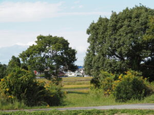 国道42号の歩道にて(伊勢市二見町荘)