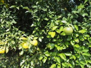 国道42号の歩道にて(伊勢市二見町荘)