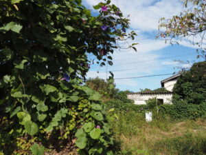 国道42号の歩道にて(伊勢市二見町山田原)