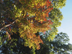 大仏山公園の散策路にて