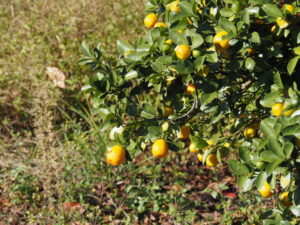 明和町明星にて