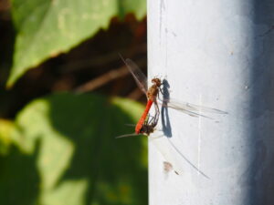 明和町明星にて