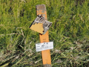 明和町明星にて