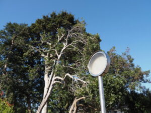 明星古墳公園(明和町明星)