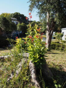 明星古墳公園(明和町明星)