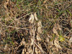 多気町西池上にて