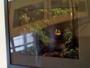 企画展「森にもぐる 里におよぐ 循環する野生」