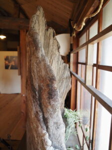 企画展「森にもぐる 里におよぐ 循環する野生」