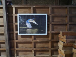 企画展「森にもぐる 里におよぐ 循環する野生」