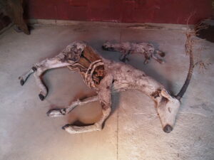 企画展「森にもぐる 里におよぐ 循環する野生」