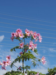 伊勢市御薗町長屋にて