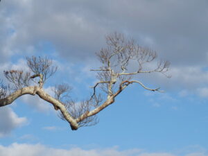 伊勢市御薗町長屋にて