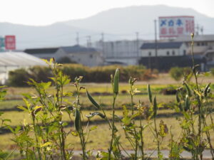 伊勢市御薗町長屋にて