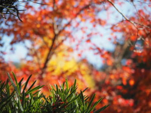 廣泰寺（玉城町宮古）