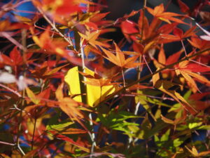 廣泰寺（玉城町宮古）