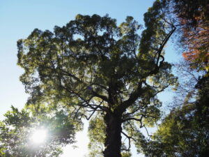北御門参道（外宮）