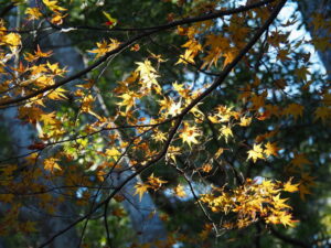 正宮前にて（外宮）