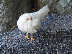 外宮で見かけた神鶏