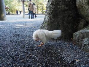 外宮で見かけた神鶏