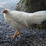 外宮で見かけた神鶏