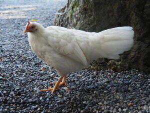 外宮で見かけた神鶏