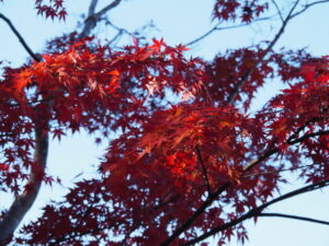 茜社 裏参道入口付近