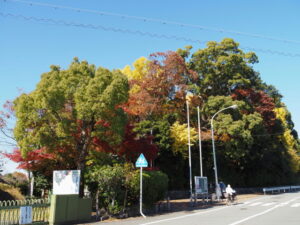 船江上社の社叢