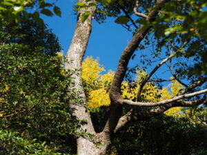 河原淵神社（豊受大神宮 摂社）にてオミアゲ