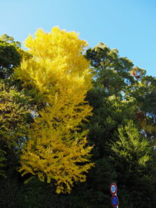 船江上社の社叢