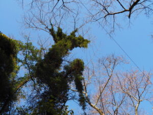 太江寺にて(伊勢市二見町江)