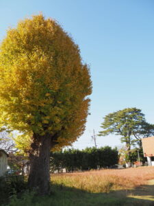 二見公民館のイチョウ
