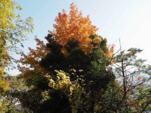 楠部向陽台団地公園への階段にて