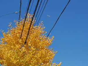 御幸道路（伊勢総合病院裏交差点付近）