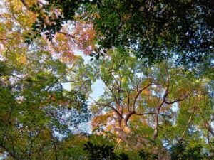 河邊七種神社にて（伊勢市河崎）