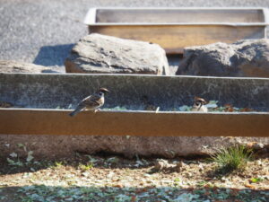 鳥羽市民の森公園