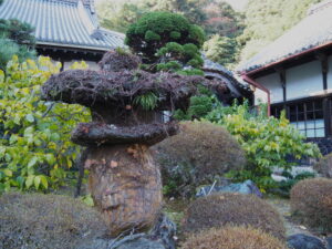 常安寺にて(鳥羽市鳥羽)