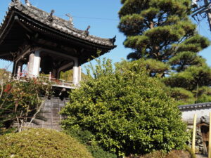 鐘楼脇で実をつけるヤマトタチバナ（常安寺）
