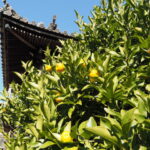 多数の実をつけるヤマトタチバナ（常安寺）