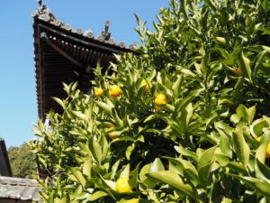 多数の実をつけるヤマトタチバナ（常安寺）