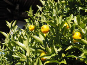 多数の実をつけるヤマトタチバナ（常安寺）