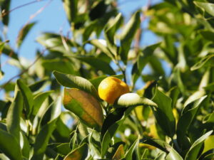 多数の実をつけるヤマトタチバナ（常安寺）