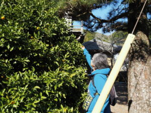 多数の実をつけるヤマトタチバナ（常安寺）