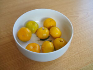 常安寺でいただいたヤマトタチバナの実