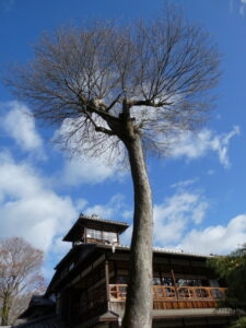 旧三井家下鴨別邸