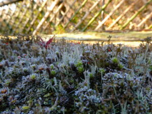 光悦寺庭園にて